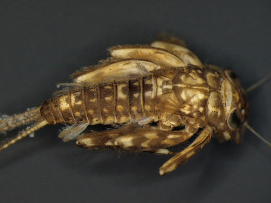 Heptagenia dalecarlica